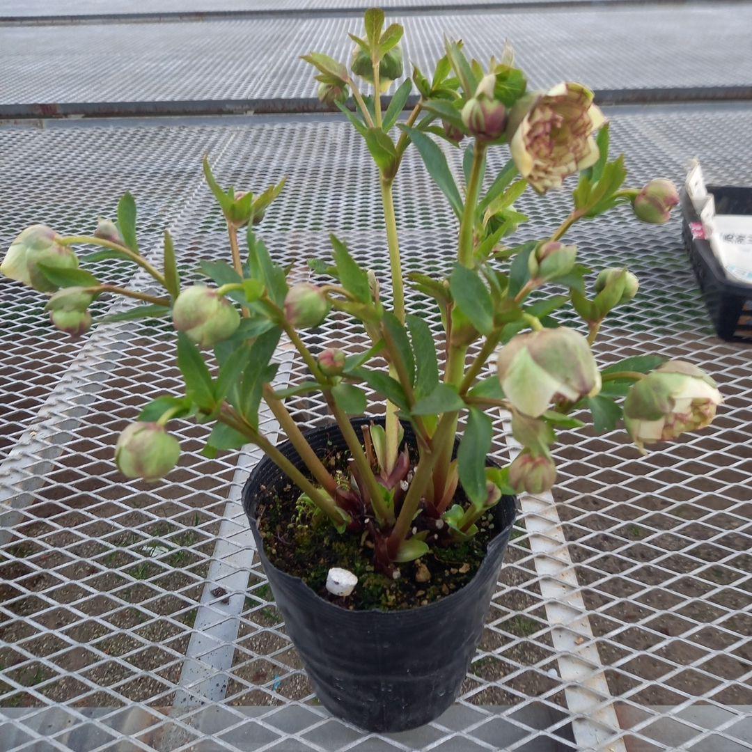 専用、まん丸コロコロ多弁、クリスマスローズ、大苗、開花株