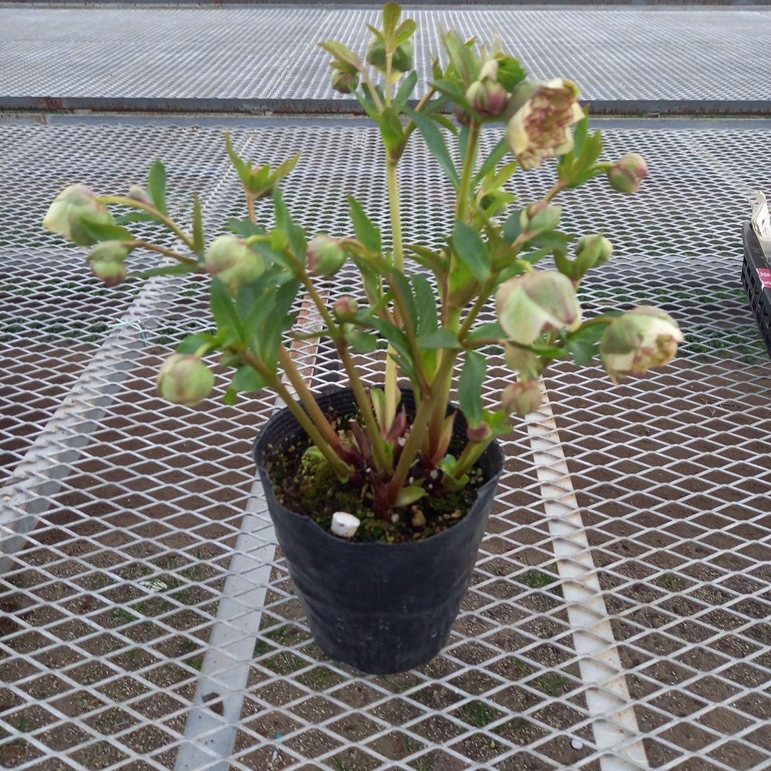 専用、まん丸コロコロ多弁、クリスマスローズ、大苗、開花株