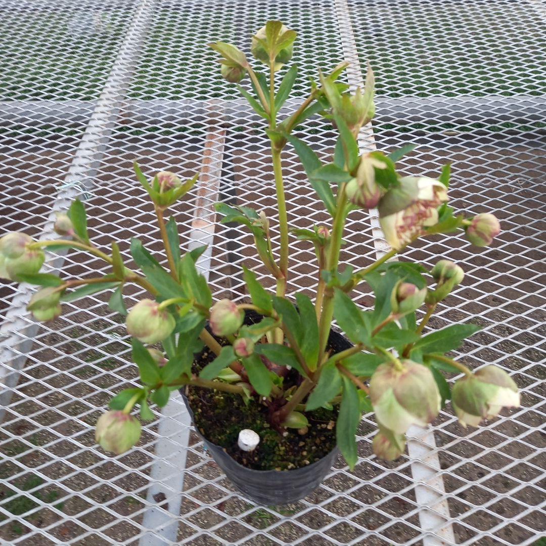 専用、まん丸コロコロ多弁、クリスマスローズ、大苗、開花株