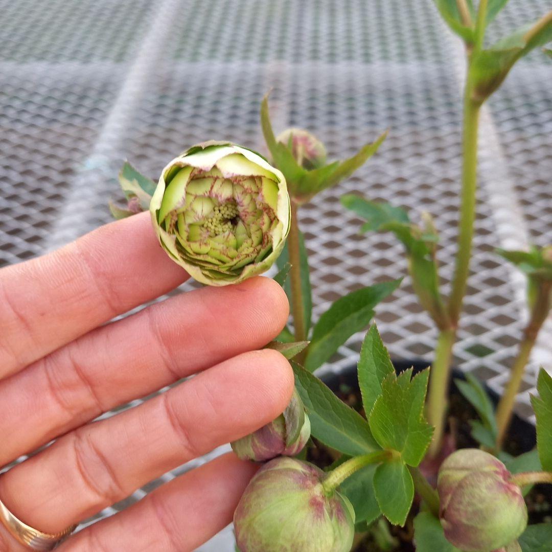 専用、まん丸コロコロ多弁、クリスマスローズ、大苗、開花株