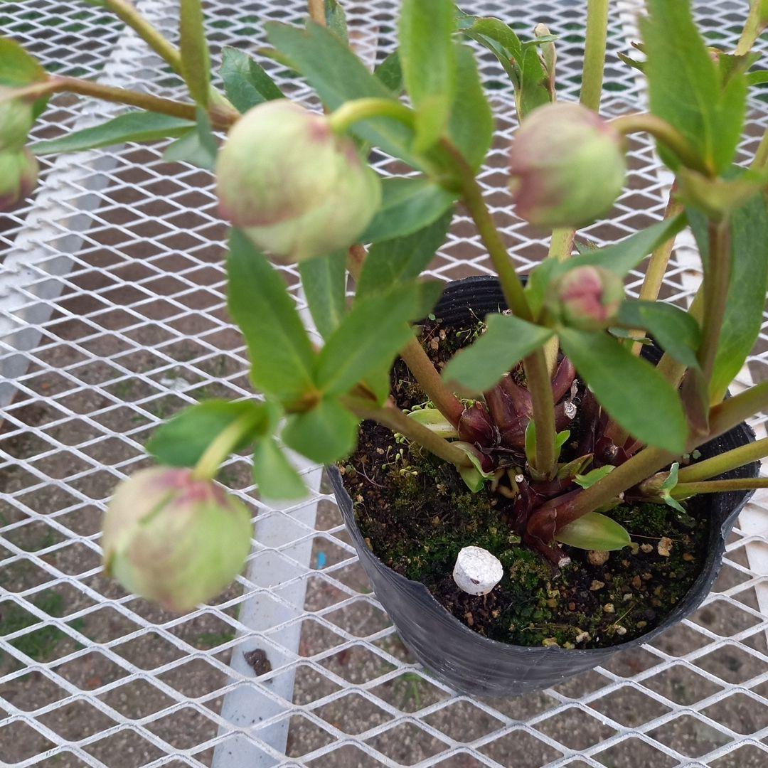 専用、まん丸コロコロ多弁、クリスマスローズ、大苗、開花株