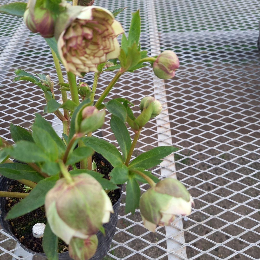 専用、まん丸コロコロ多弁、クリスマスローズ、大苗、開花株