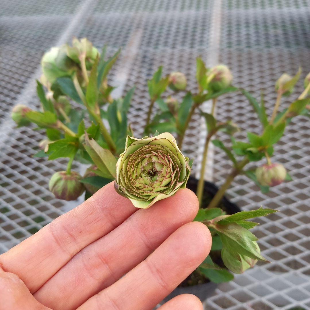 専用、まん丸コロコロ多弁、クリスマスローズ、大苗、開花株