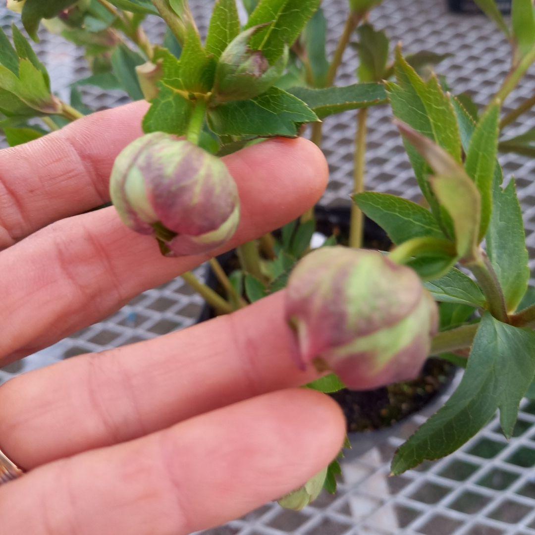 専用、まん丸コロコロ多弁、クリスマスローズ、大苗、開花株