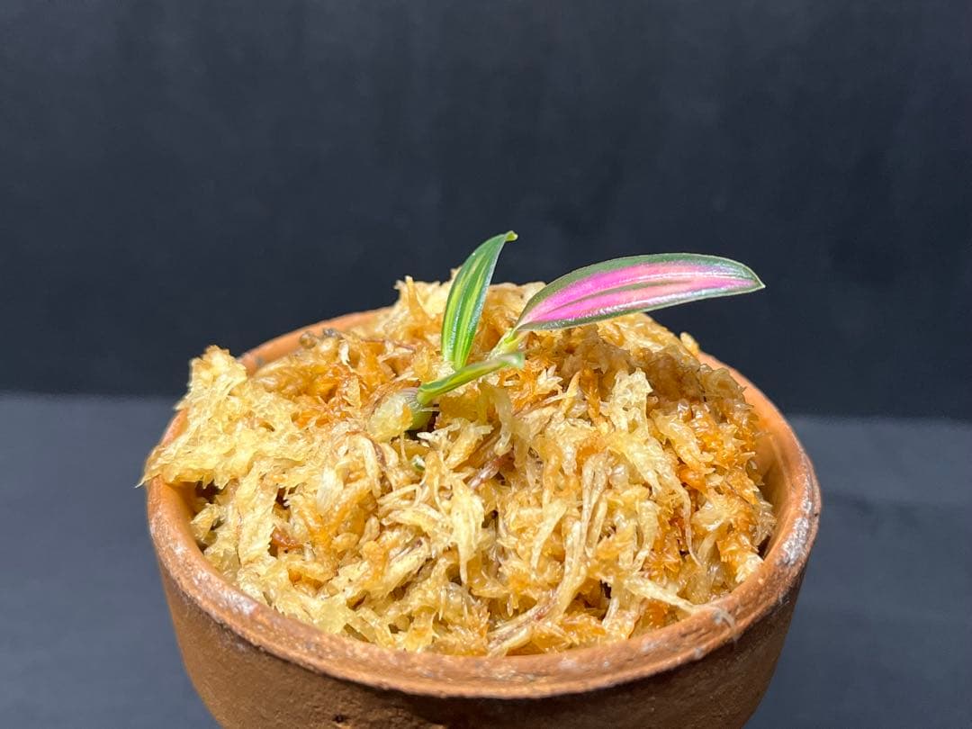 【 ミヤマムギラン 紅珊瑚 】 ラン 着生植物 古典園芸