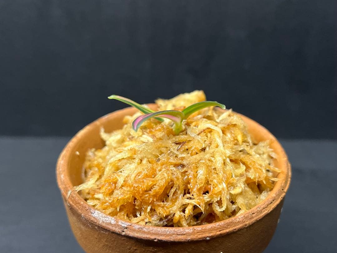 【 ミヤマムギラン 紅珊瑚 】 ラン 着生植物 古典園芸