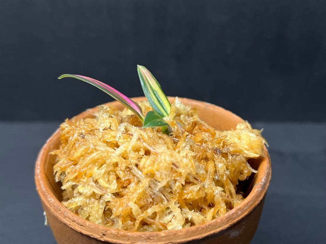 【 ミヤマムギラン 紅珊瑚 】 ラン 着生植物 古典園芸