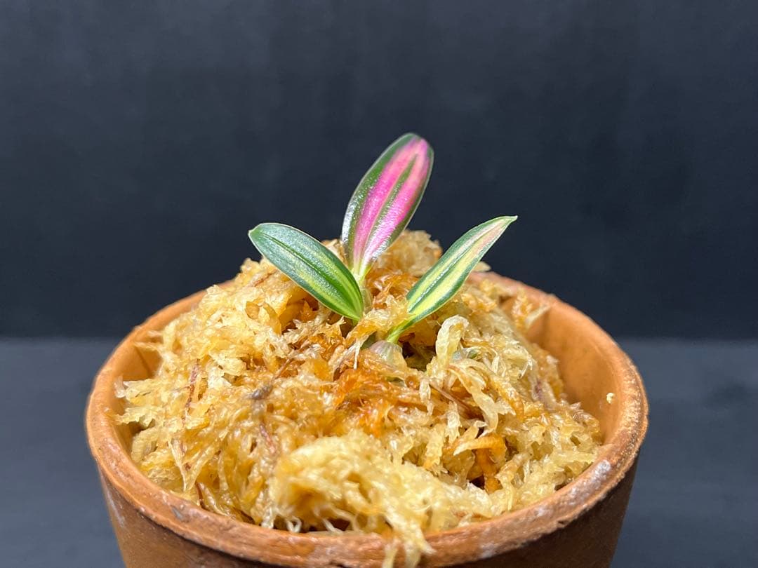 【 ミヤマムギラン 紅珊瑚 】 ラン 着生植物 古典園芸