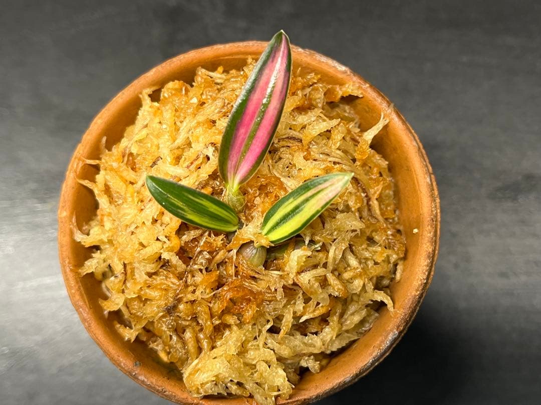 【 ミヤマムギラン 紅珊瑚 】 ラン 着生植物 古典園芸