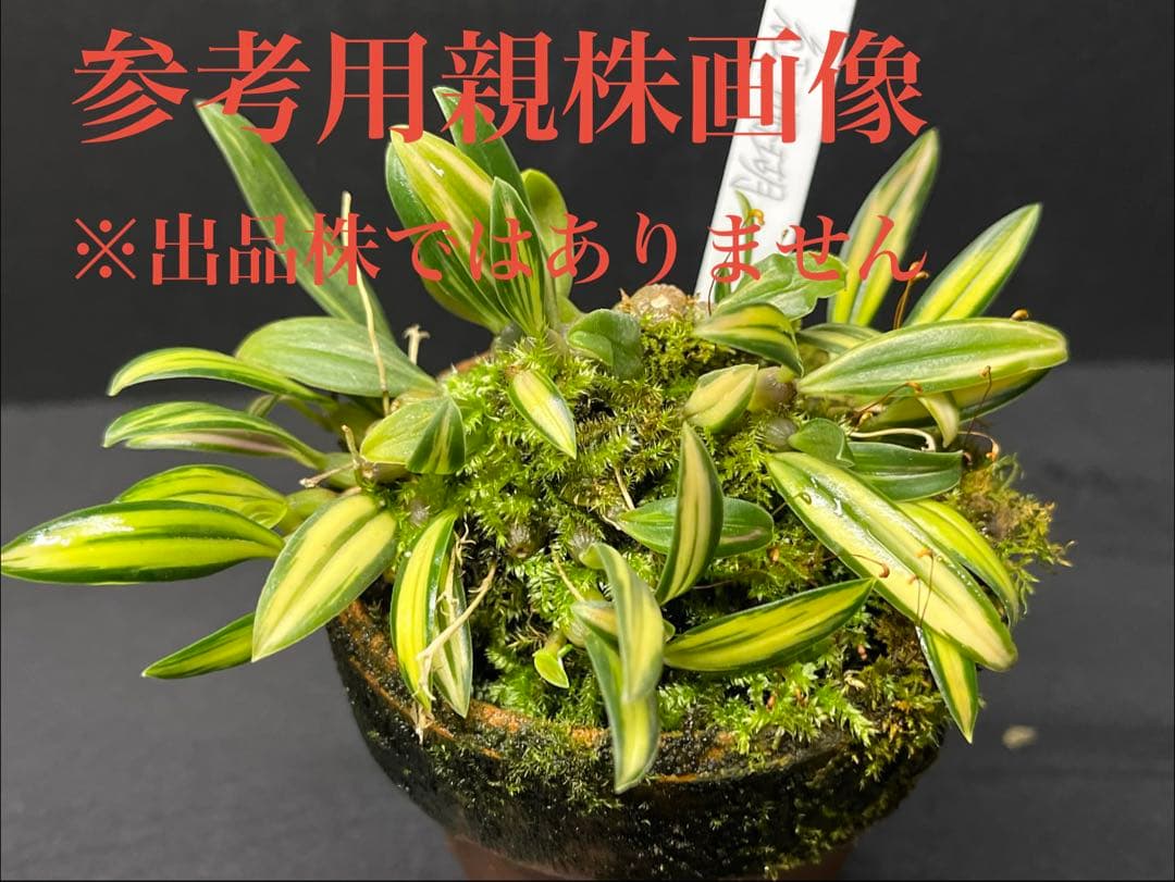 【 ミヤマムギラン 紅珊瑚 】 ラン 着生植物 古典園芸