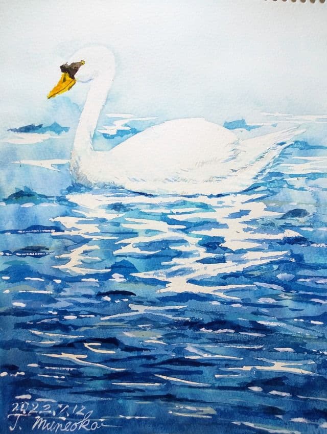 ふわふわ白鳥さん