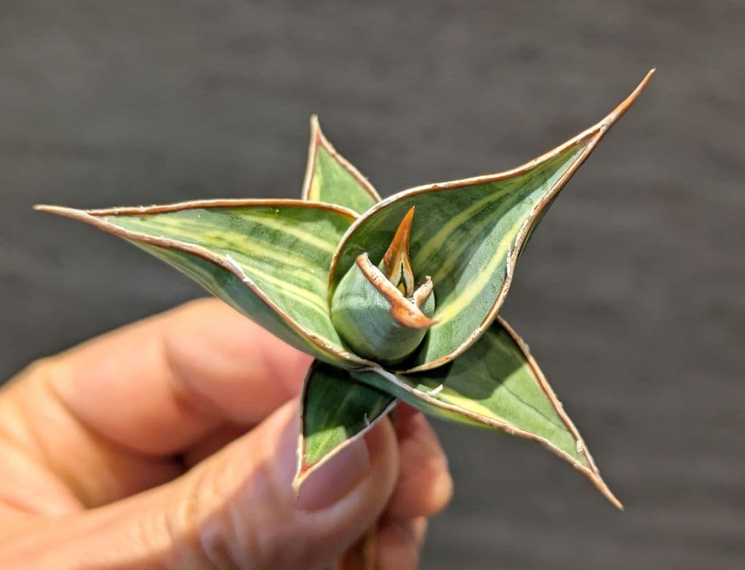 ③　サンスベリア　ピングイキュラ　極上縞斑　輸入株　多肉植物　ロリダ