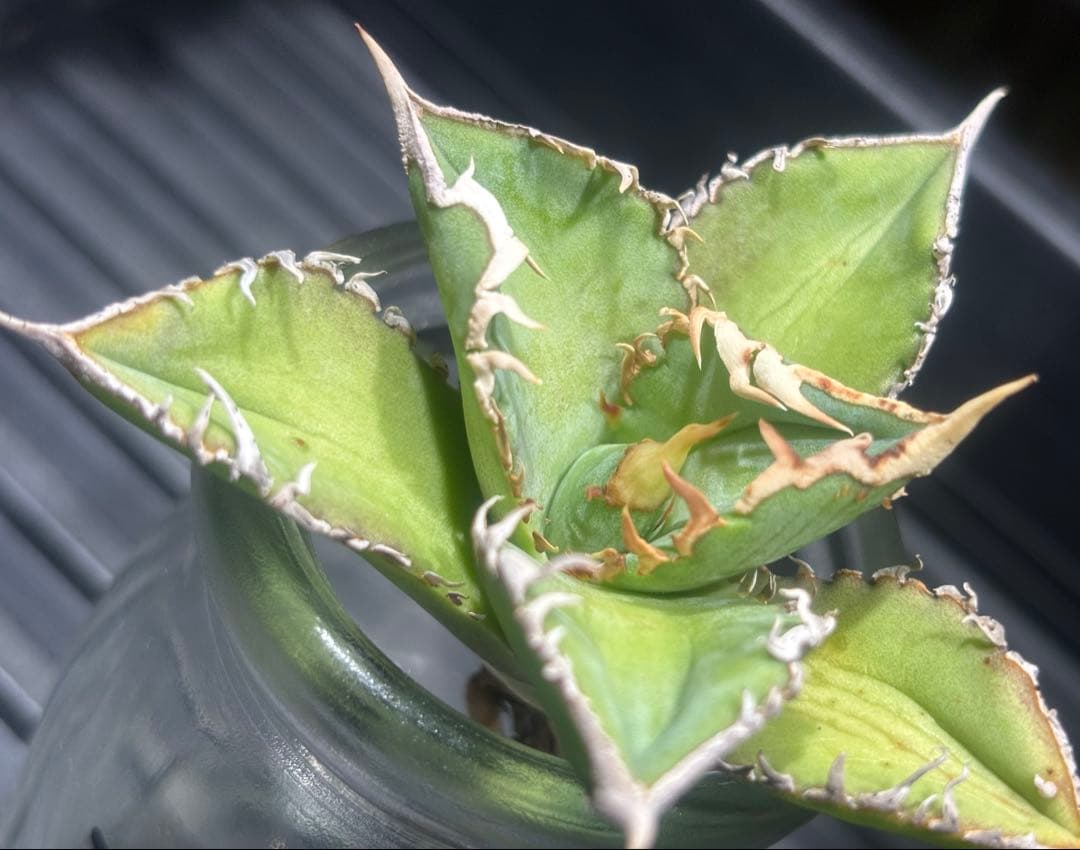 特出！アガベチタノタ大白鯊（極上株）S級激レアsuperホオジロザメ狂暴極狂刺！