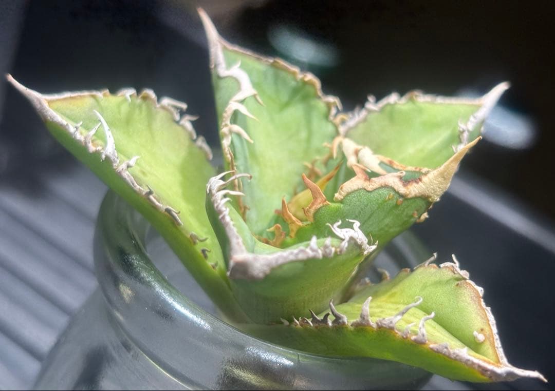 特出！アガベチタノタ大白鯊（極上株）S級激レアsuperホオジロザメ狂暴極狂刺！