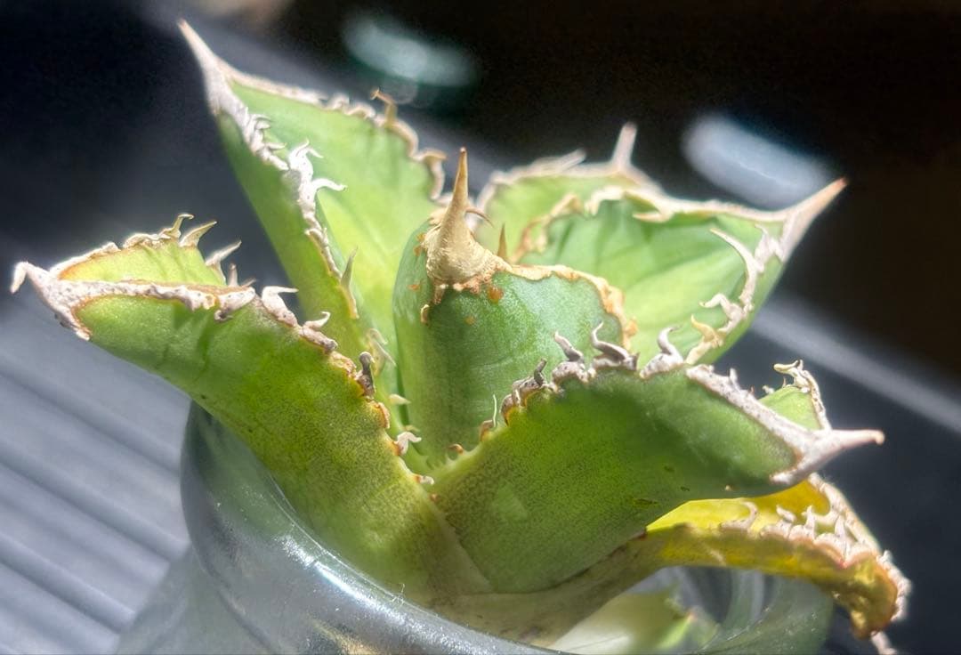 特出！アガベチタノタ大白鯊（極上株）S級激レアsuperホオジロザメ狂暴極狂刺！