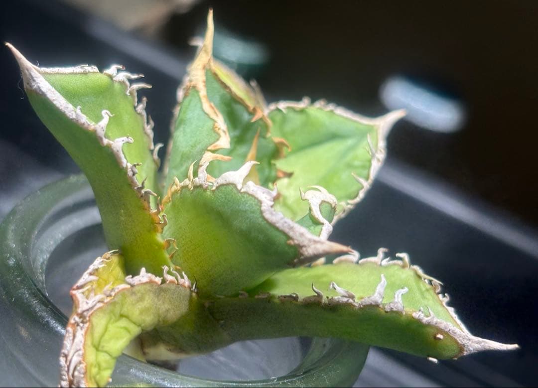 特出！アガベチタノタ大白鯊（極上株）S級激レアsuperホオジロザメ狂暴極狂刺！