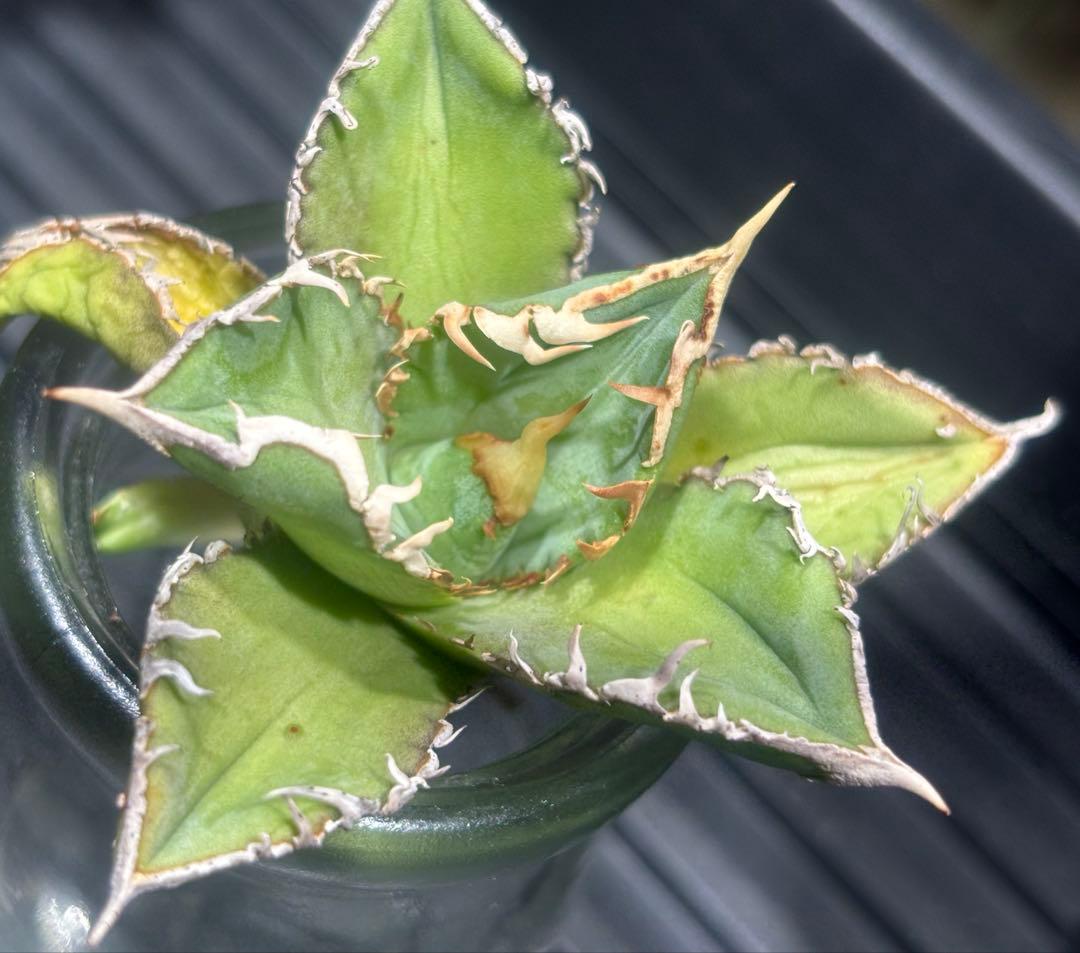 特出！アガベチタノタ大白鯊（極上株）S級激レアsuperホオジロザメ狂暴極狂刺！