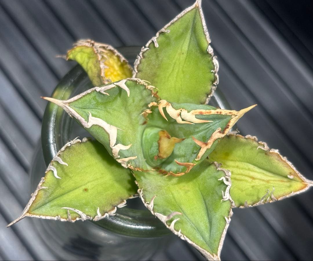 特出！アガベチタノタ大白鯊（極上株）S級激レアsuperホオジロザメ狂暴極狂刺！