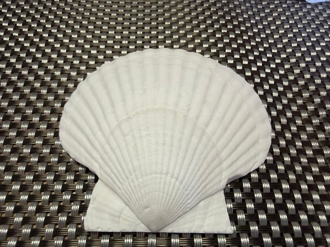 ホタテ貝殻 約100枚 10cm前後 DIY ハンドメイド 素材
