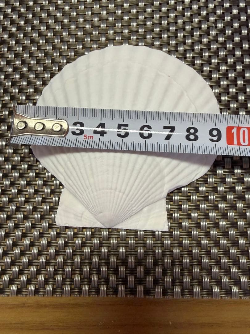 ホタテ貝殻 約100枚 10cm前後 DIY ハンドメイド 素材