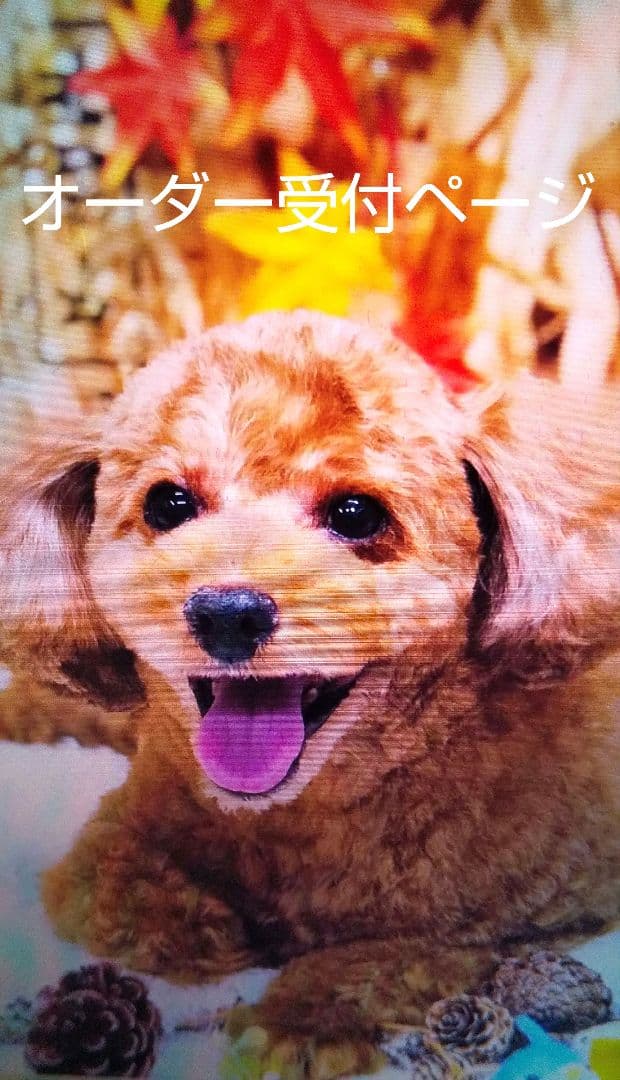 羊毛フェルト　トイプードル　オーダー受付ページ