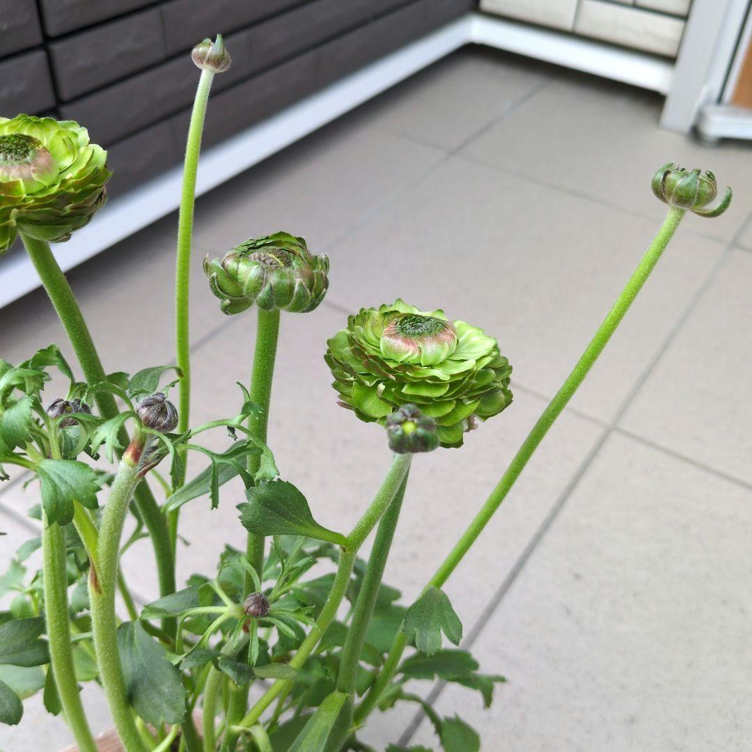 花苗　ラナンキュラス　ポンポン　マルヴァ　４号　３ポットセット　開花株　花芽付き