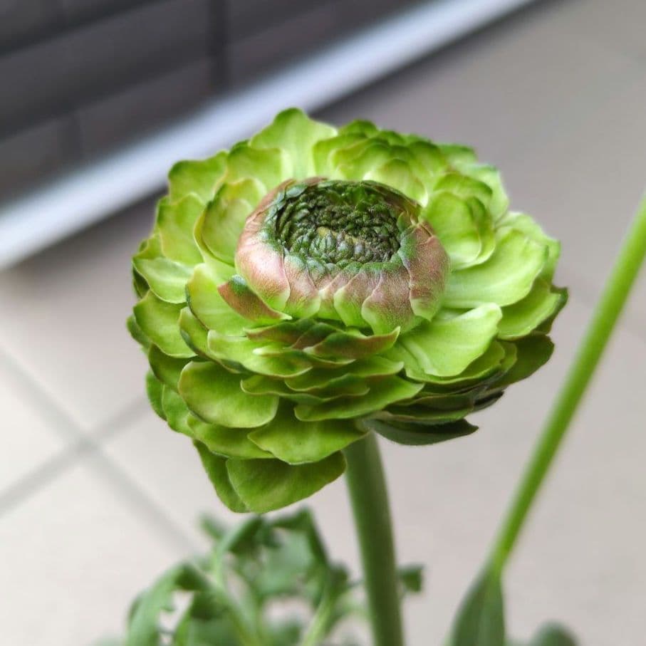 花苗　ラナンキュラス　ポンポン　マルヴァ　４号　３ポットセット　開花株　花芽付き