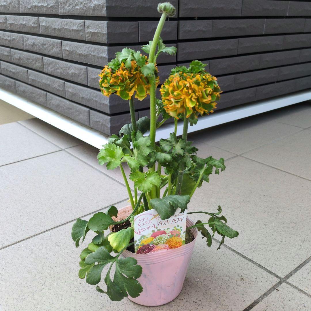 花苗　ラナンキュラス　ポンポン　マルヴァ　４号　３ポットセット　開花株　花芽付き