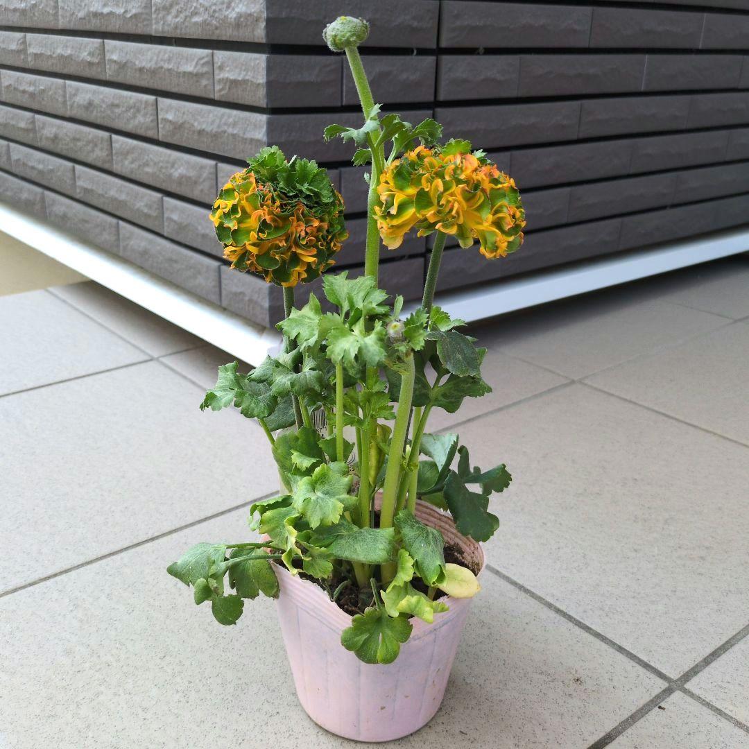花苗　ラナンキュラス　ポンポン　マルヴァ　４号　３ポットセット　開花株　花芽付き