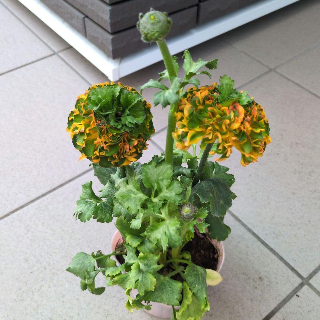 花苗　ラナンキュラス　ポンポン　マルヴァ　４号　３ポットセット　開花株　花芽付き