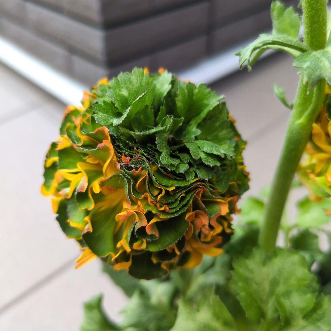 花苗　ラナンキュラス　ポンポン　マルヴァ　４号　３ポットセット　開花株　花芽付き