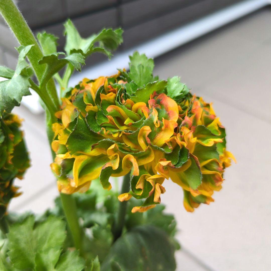 花苗　ラナンキュラス　ポンポン　マルヴァ　４号　３ポットセット　開花株　花芽付き