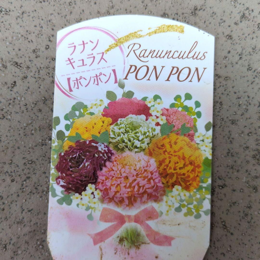 花苗　ラナンキュラス　ポンポン　マルヴァ　４号　３ポットセット　開花株　花芽付き