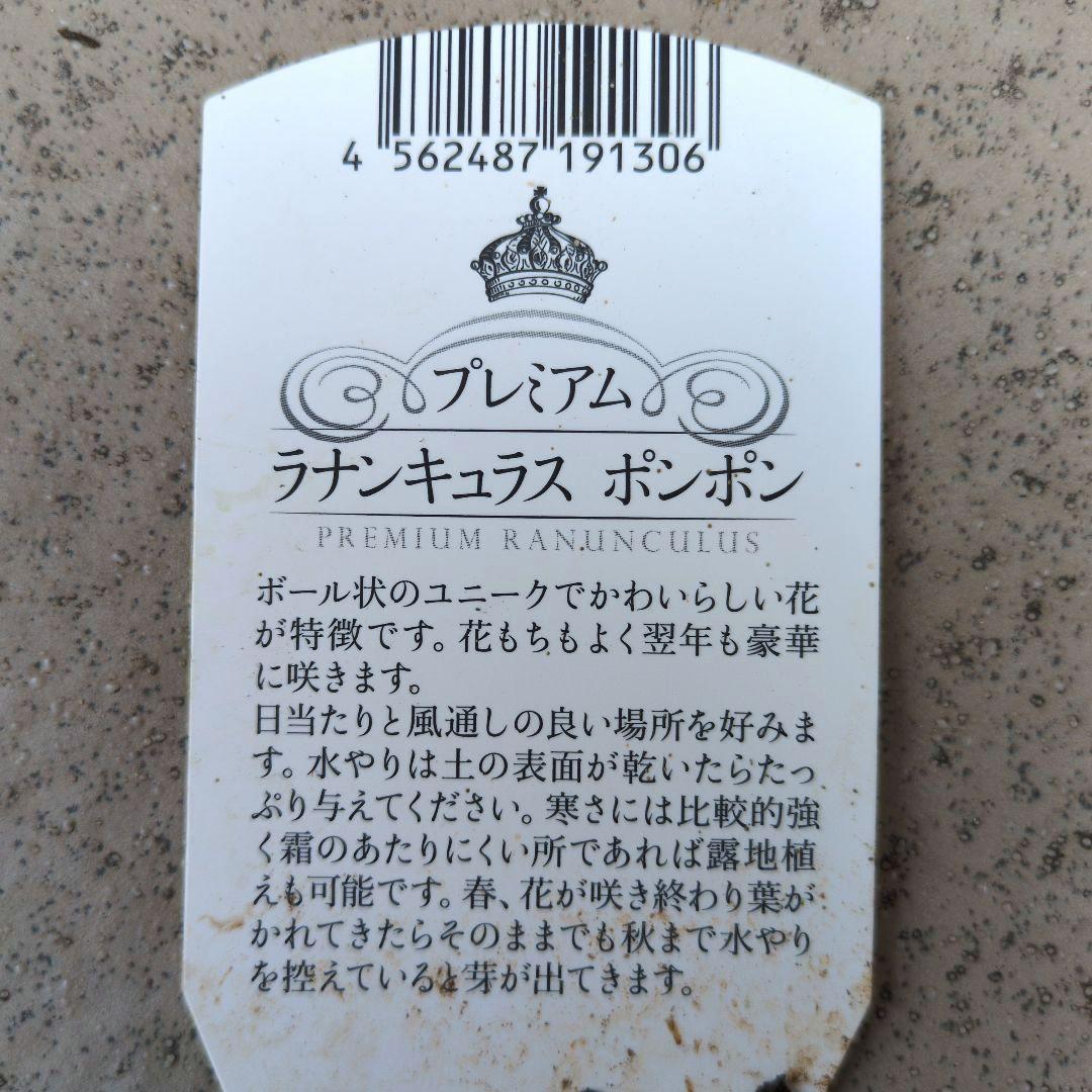 花苗　ラナンキュラス　ポンポン　マルヴァ　４号　３ポットセット　開花株　花芽付き