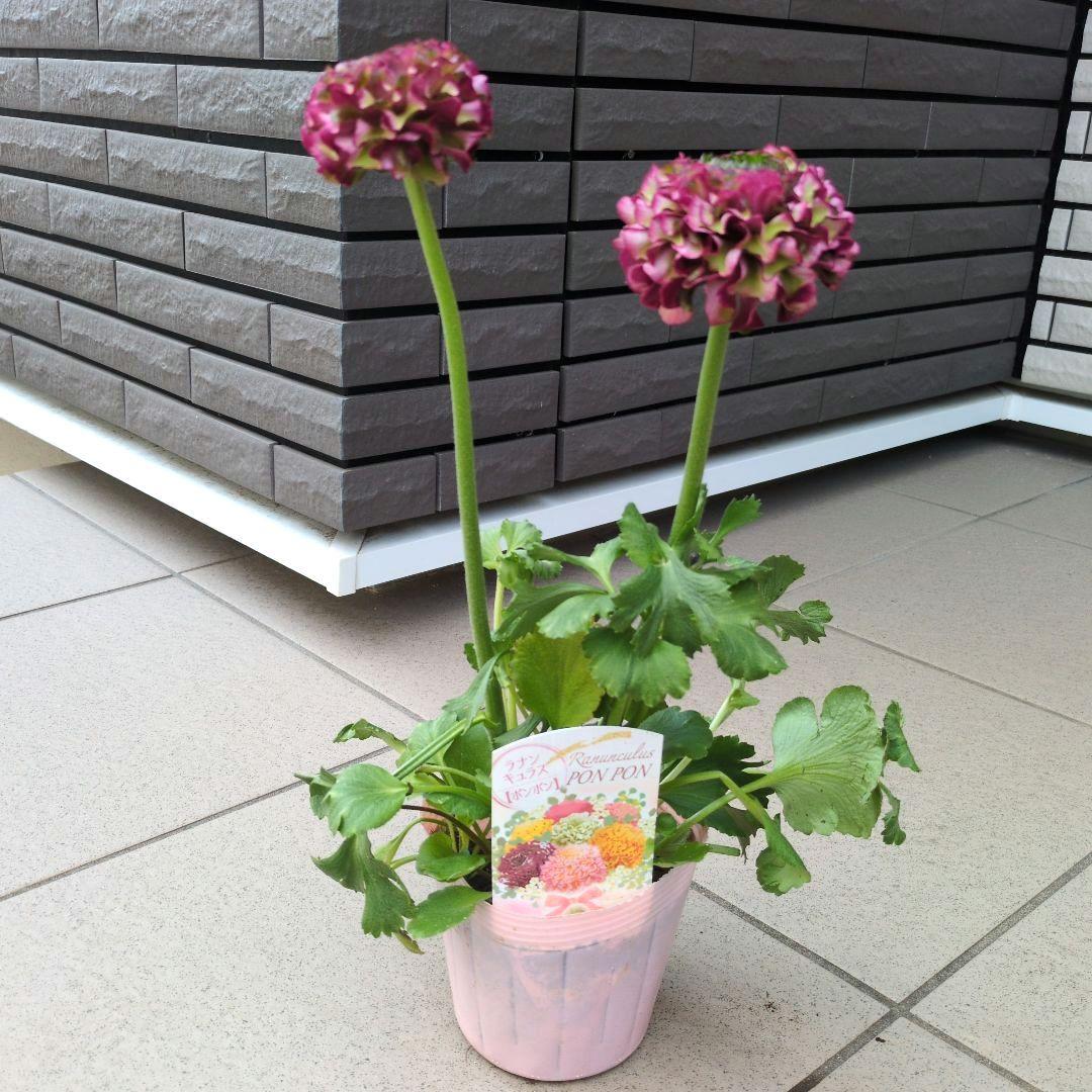 花苗　ラナンキュラス　ポンポン　マルヴァ　４号　３ポットセット　開花株　花芽付き