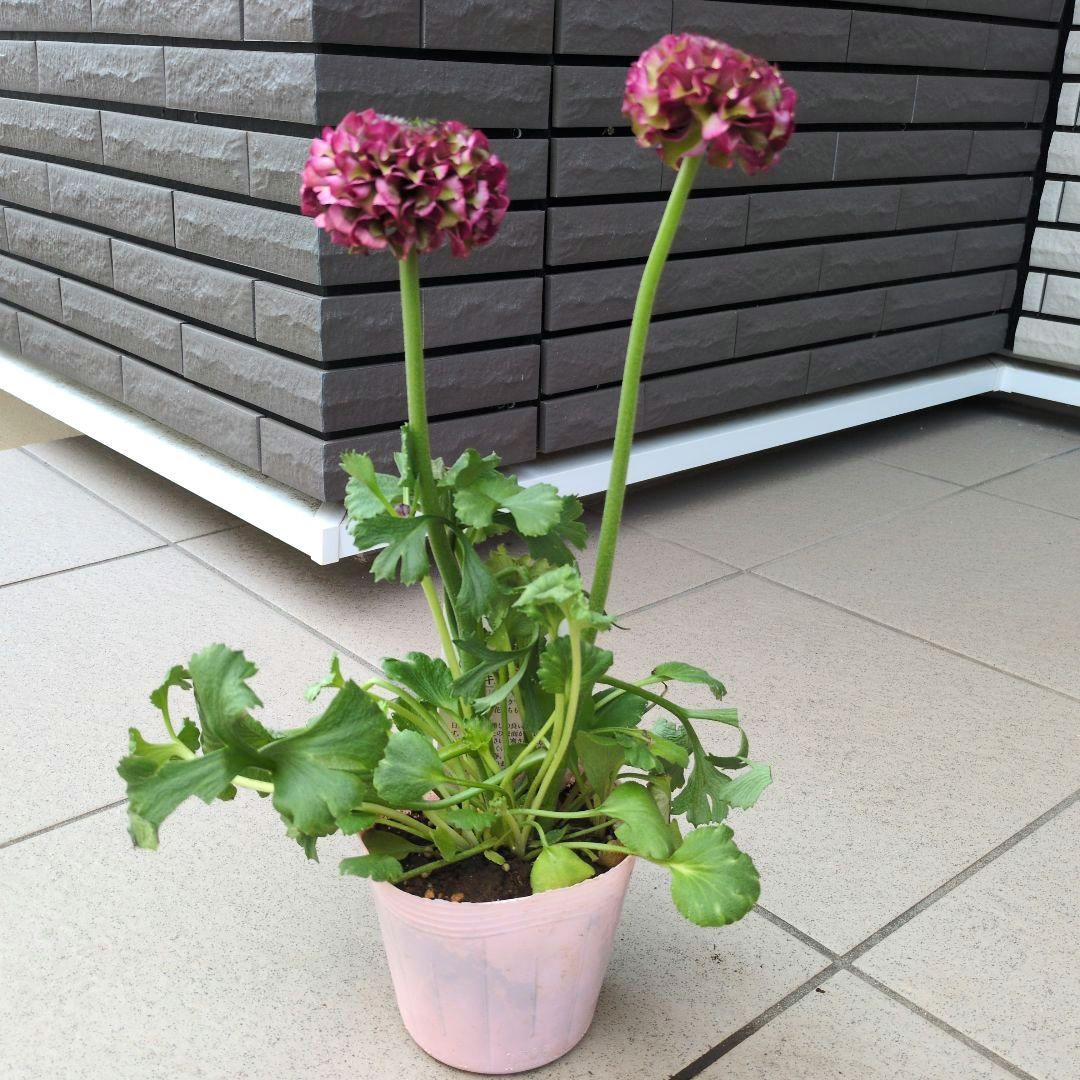 花苗　ラナンキュラス　ポンポン　マルヴァ　４号　３ポットセット　開花株　花芽付き