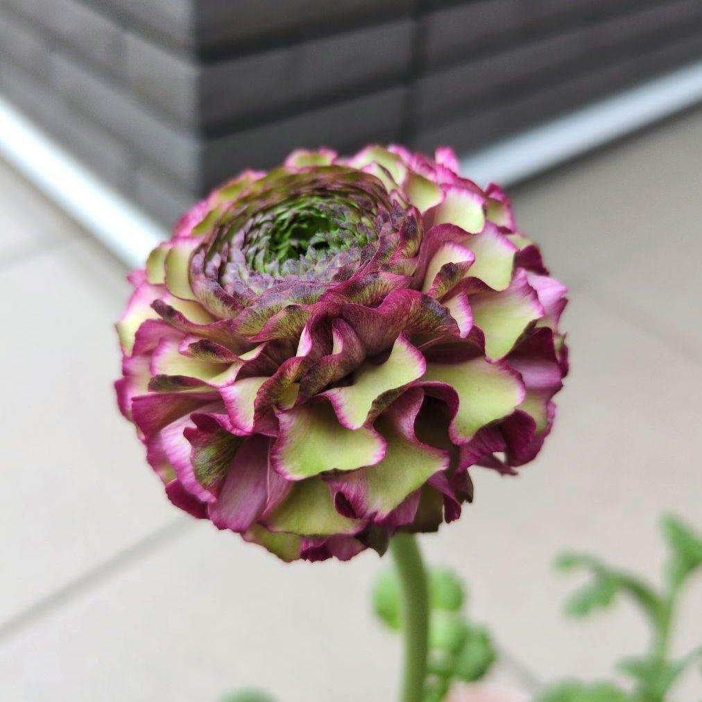 花苗　ラナンキュラス　ポンポン　マルヴァ　４号　３ポットセット　開花株　花芽付き