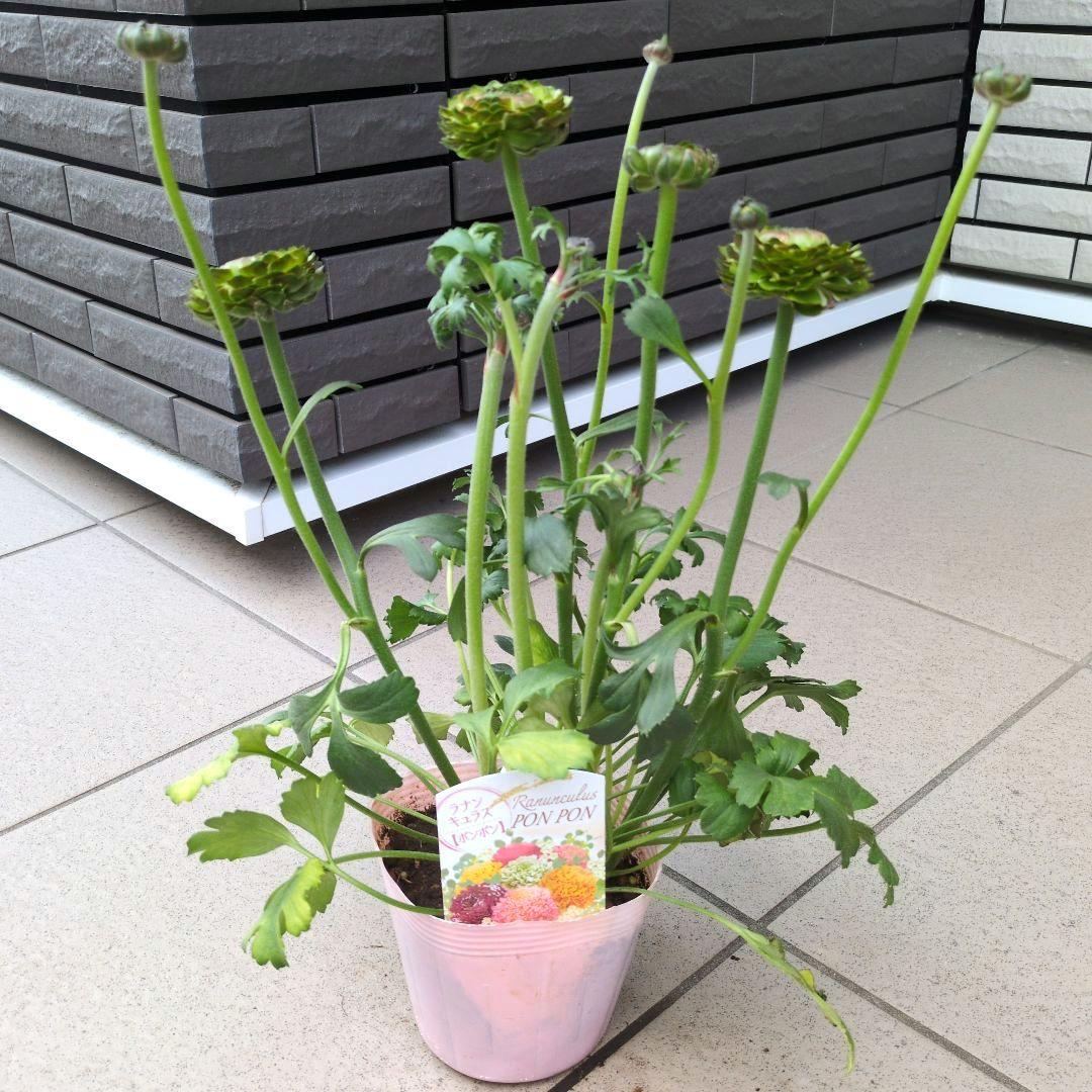 花苗　ラナンキュラス　ポンポン　マルヴァ　４号　３ポットセット　開花株　花芽付き