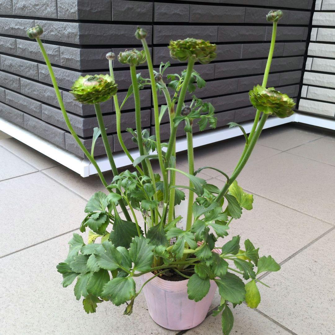 花苗　ラナンキュラス　ポンポン　マルヴァ　４号　３ポットセット　開花株　花芽付き