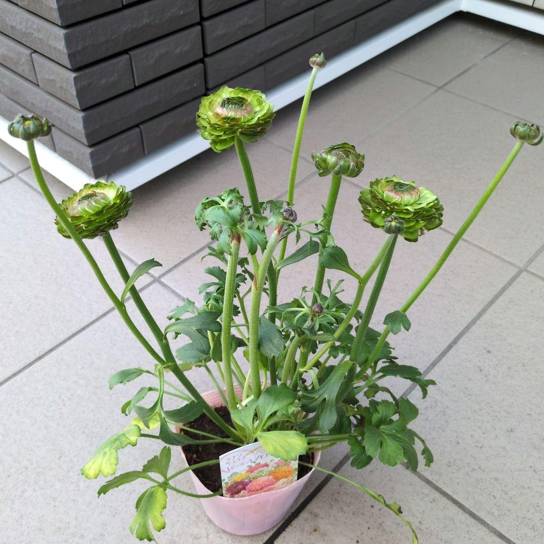 花苗　ラナンキュラス　ポンポン　マルヴァ　４号　３ポットセット　開花株　花芽付き