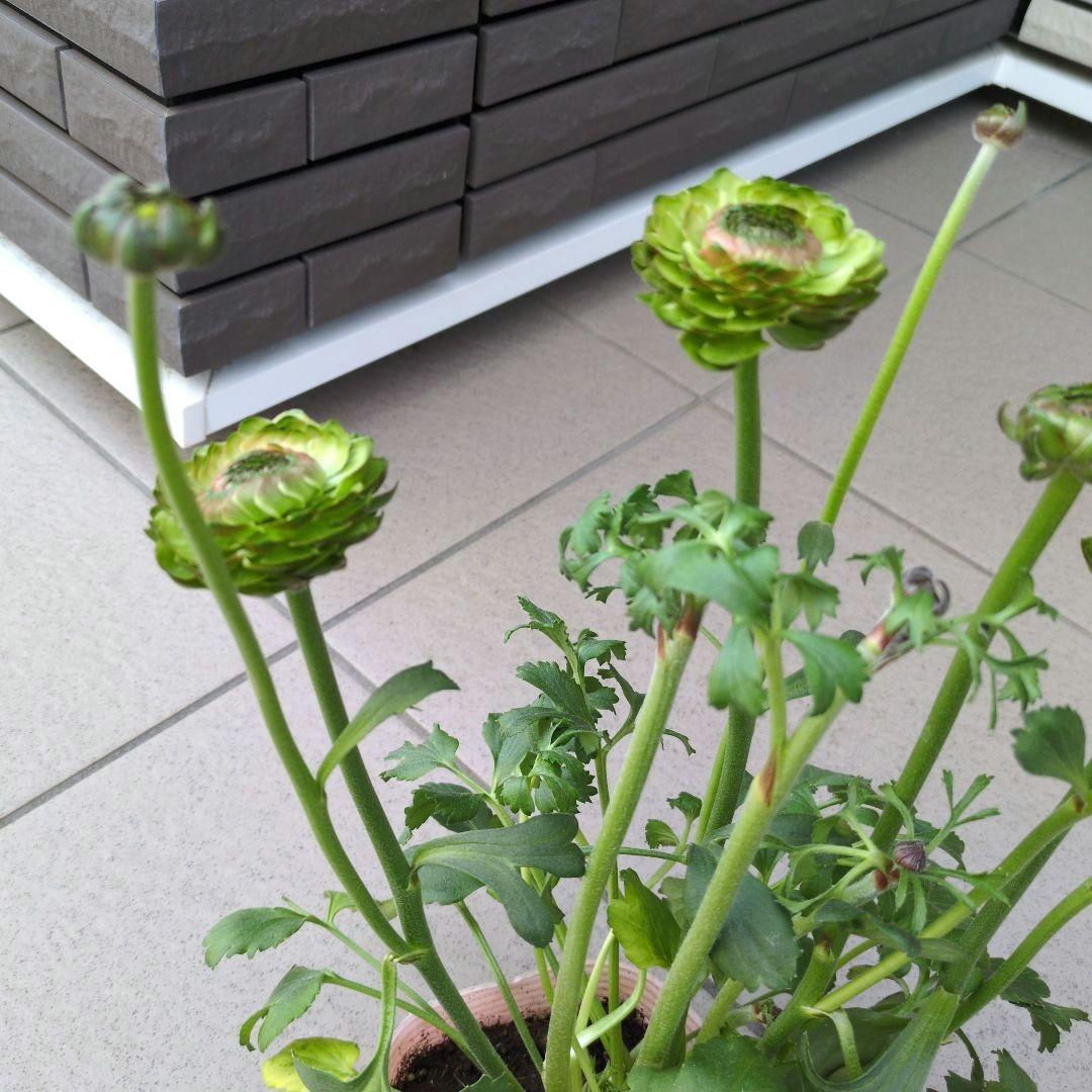 花苗　ラナンキュラス　ポンポン　マルヴァ　４号　３ポットセット　開花株　花芽付き