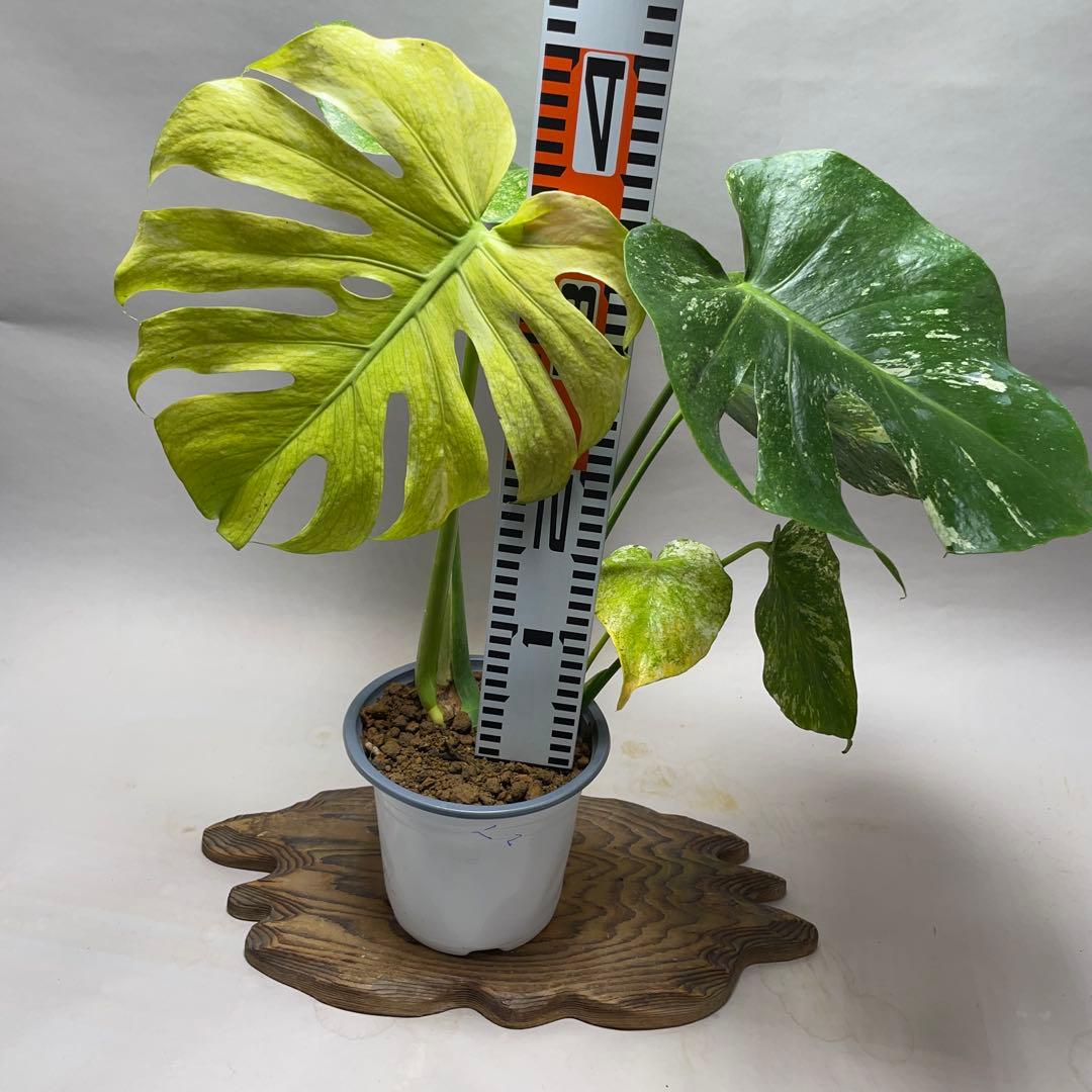 上*ん様 Q124 ホワイトモンスター 天津蘭 モンステラ斑入り