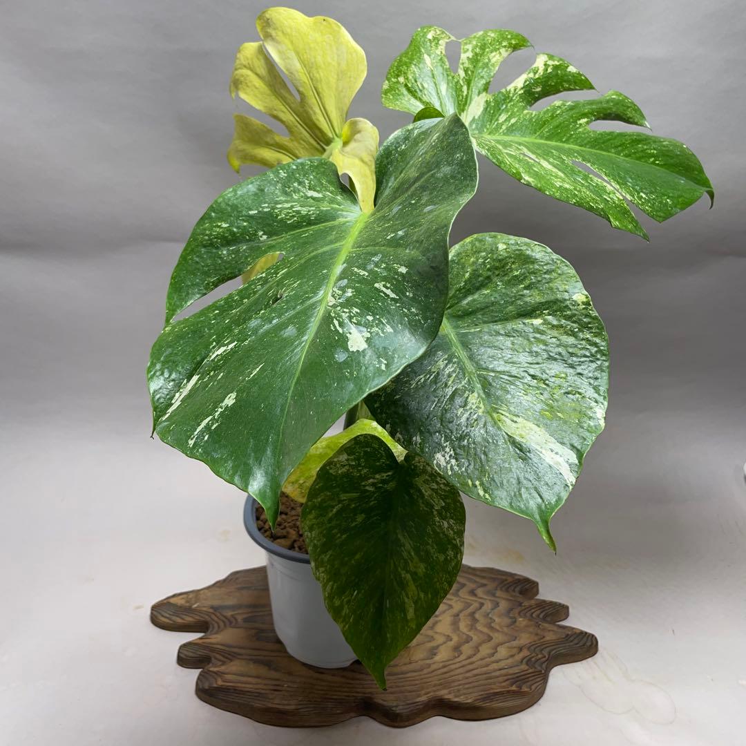 上*ん様 Q124 ホワイトモンスター 天津蘭 モンステラ斑入り