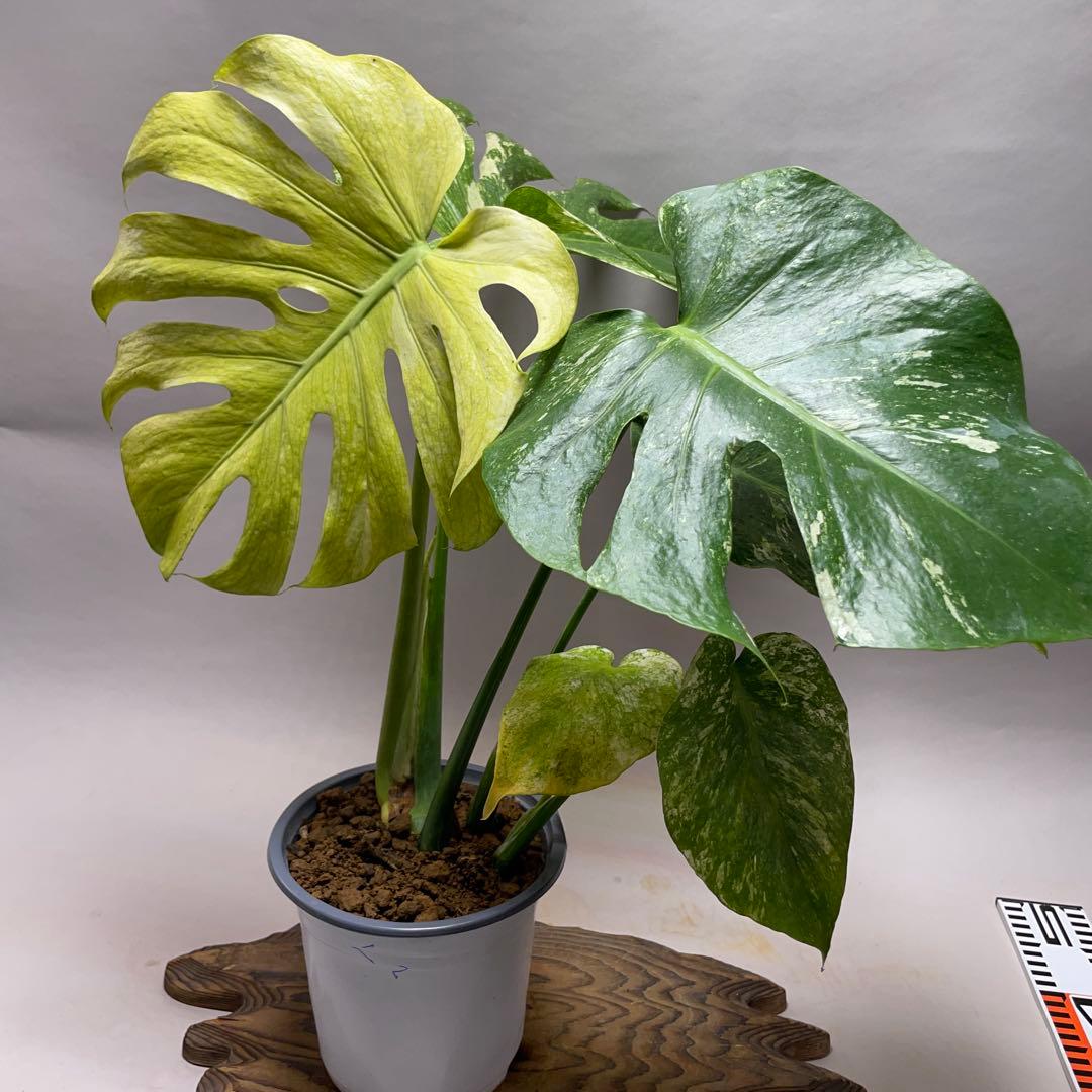 上*ん様 Q124 ホワイトモンスター 天津蘭 モンステラ斑入り