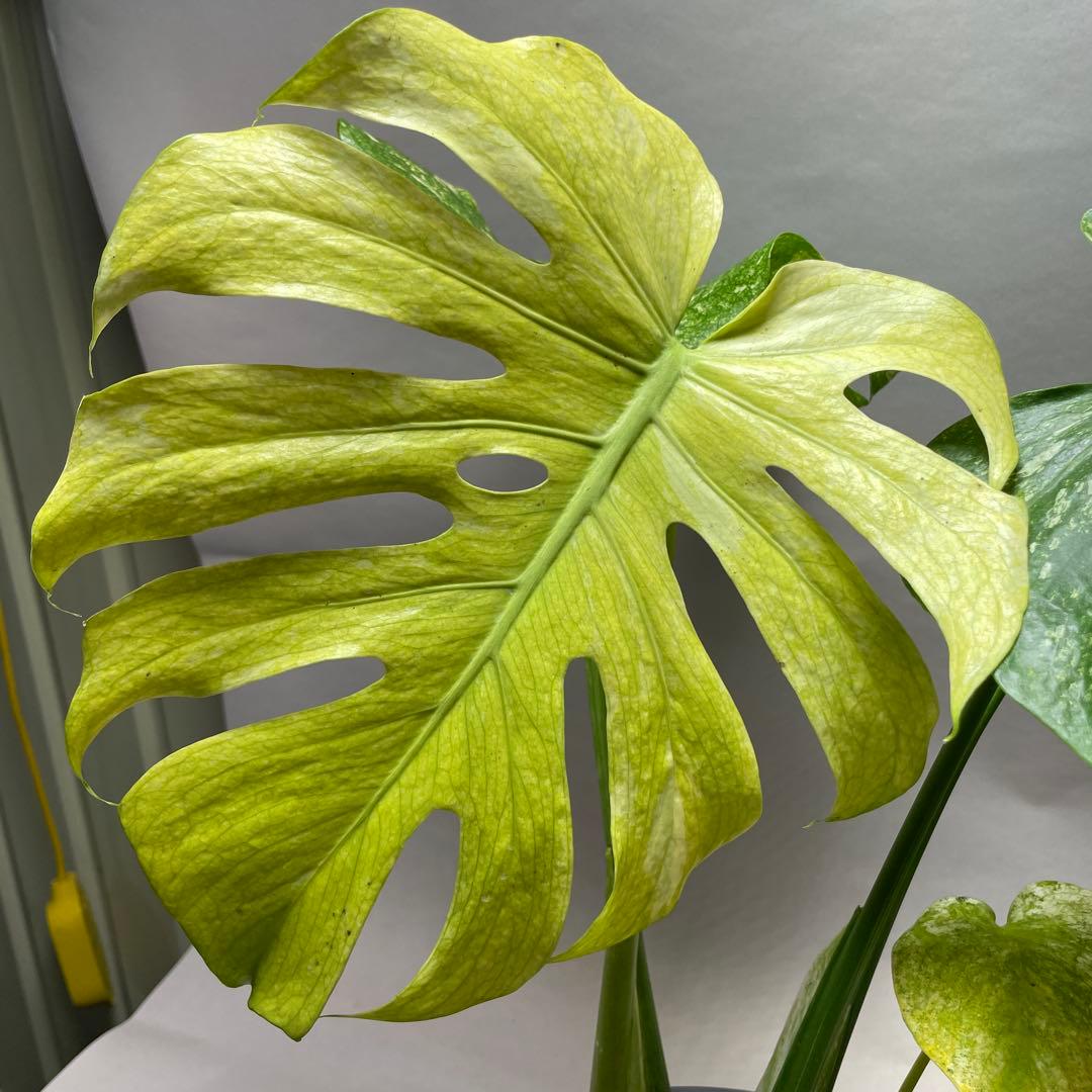 上*ん様 Q124 ホワイトモンスター 天津蘭 モンステラ斑入り