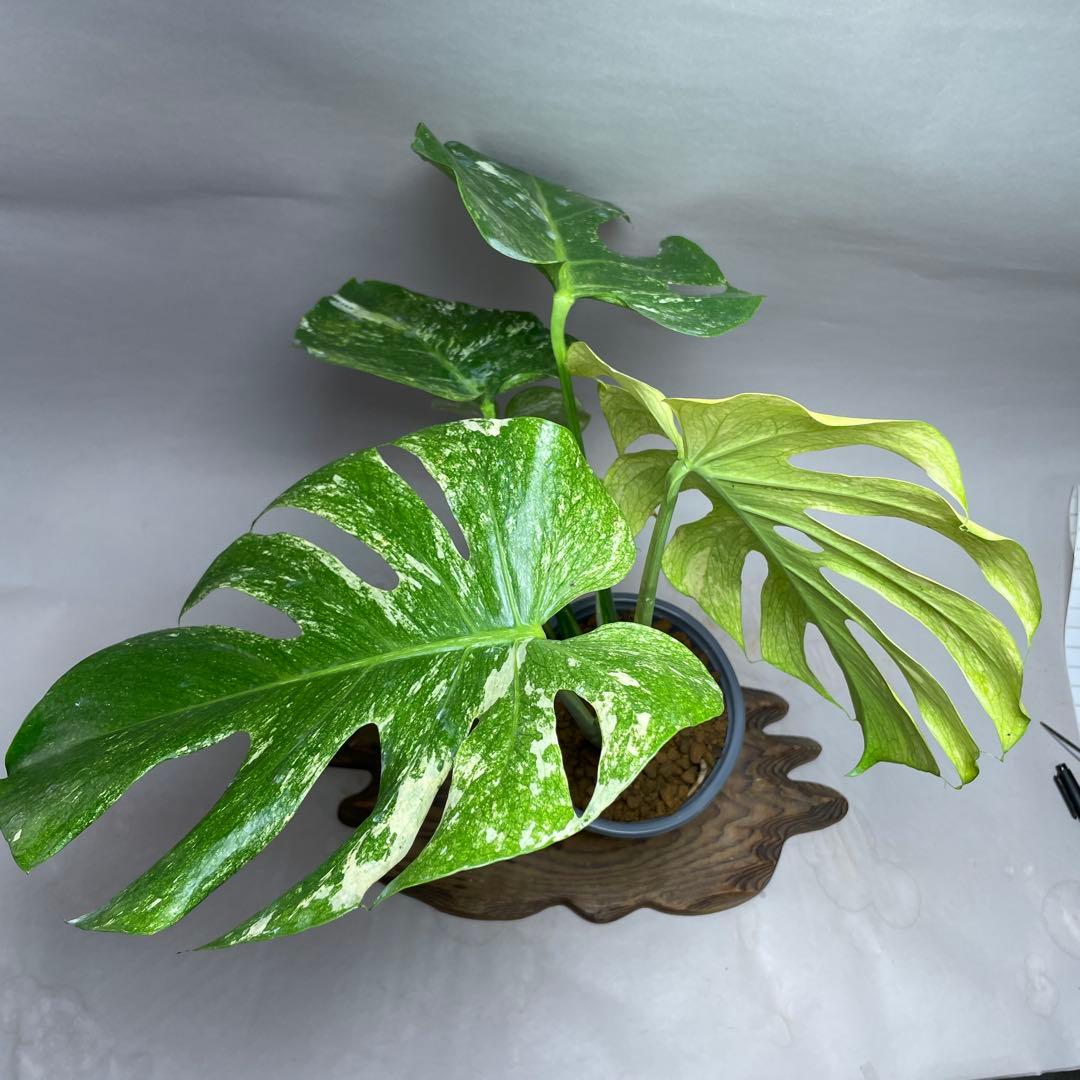 上*ん様 Q124 ホワイトモンスター 天津蘭 モンステラ斑入り