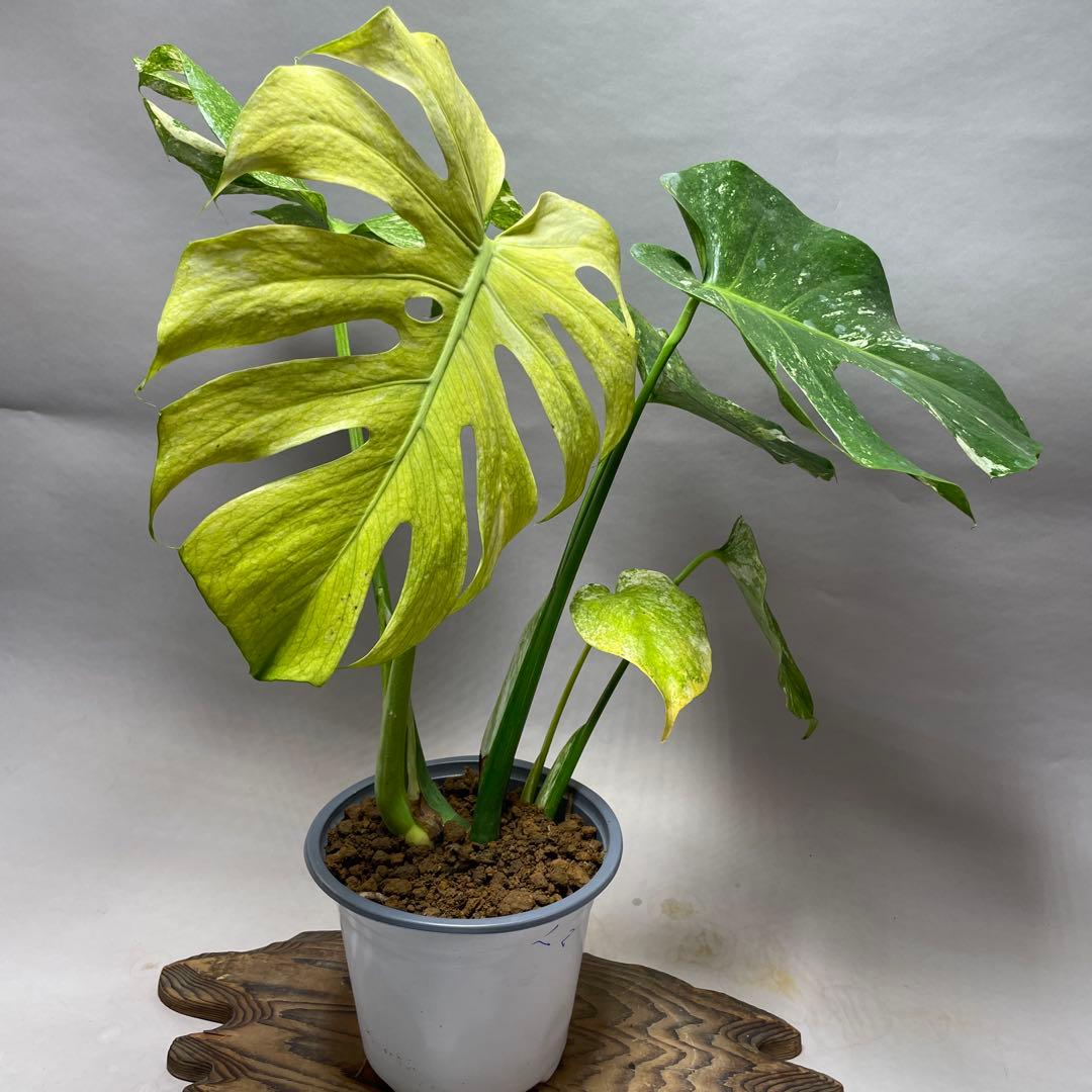 上*ん様 Q124 ホワイトモンスター 天津蘭 モンステラ斑入り