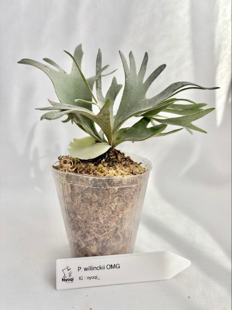 メルカリ便】P. Willinckii Omg(spore) 【67】