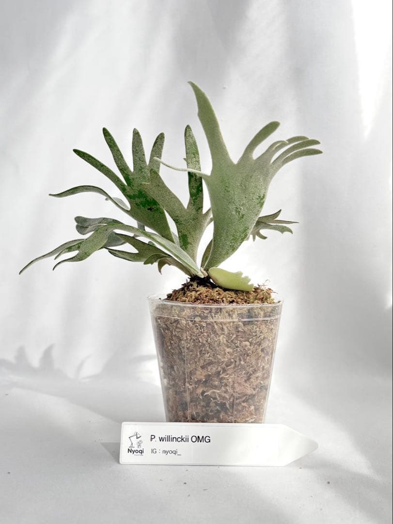 メルカリ便】P. Willinckii Omg(spore) 【67】