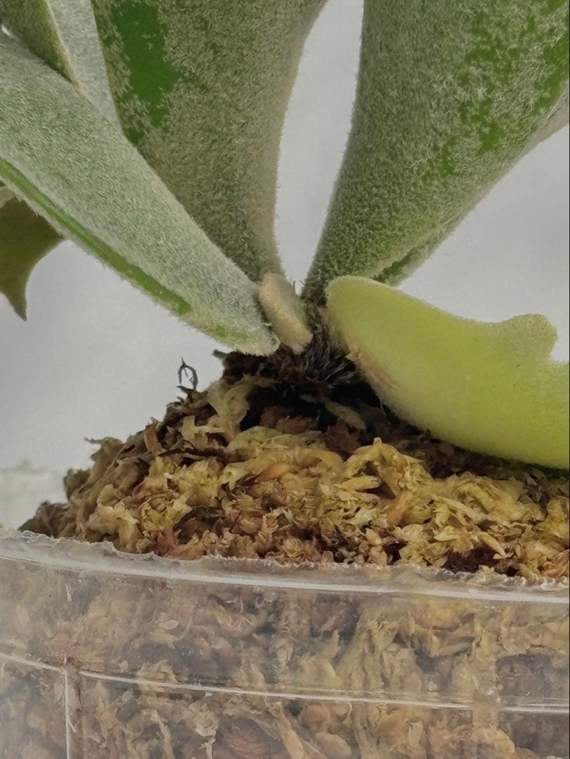 メルカリ便】P. Willinckii Omg(spore) 【67】